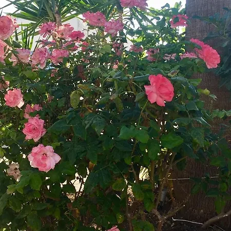 Apartmán Surfer Paradise Naxos City