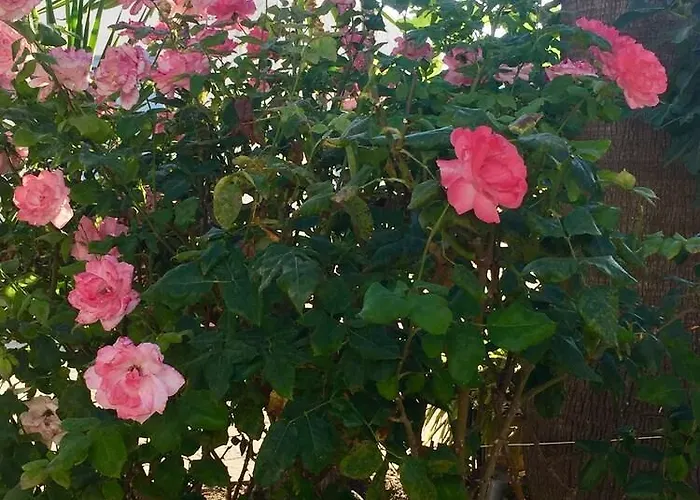 公寓 Surfer Paradise Naxos City