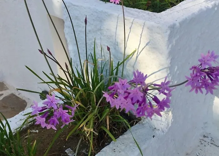 Surfer Paradise * Naxos City